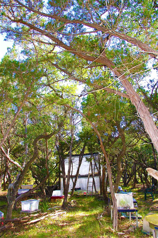 Texas Natural Museum By Dapacu